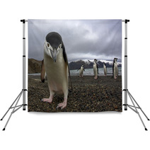 Antarctiic Penguin Backdrops 64546798