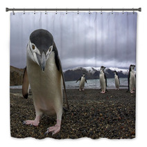 Antarctiic Penguin Bath Decor 64546798