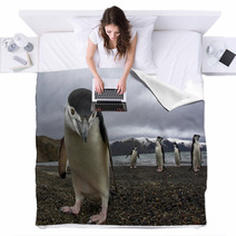 Antarctiic Penguin Blankets 64546798