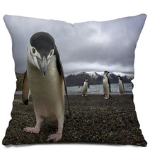 Antarctiic Penguin Pillows 64546798