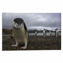 Antarctiic Penguin Rugs 64546798