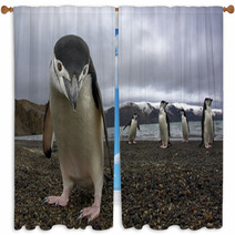 Antarctiic Penguin Window Curtains 64546798