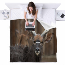 Antelope Blankets 100784453