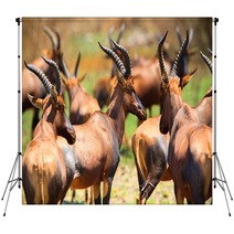 Antelope In Queen Elizabeth N P Uganda Backdrops 169534483