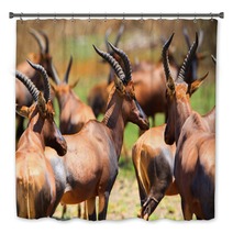 Antelope In Queen Elizabeth N P Uganda Bath Decor 169534483