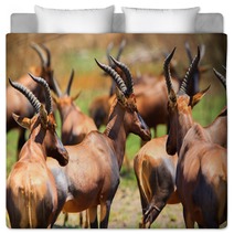 Antelope In Queen Elizabeth N P Uganda Bedding 169534483