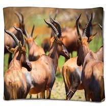 Antelope In Queen Elizabeth N P Uganda Blankets 169534483