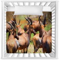 Antelope In Queen Elizabeth N P Uganda Nursery Decor 169534483