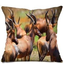Antelope In Queen Elizabeth N P Uganda Pillows 169534483