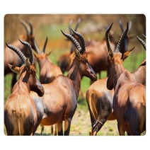 Antelope In Queen Elizabeth N P Uganda Rugs 169534483
