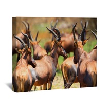 Antelope In Queen Elizabeth N P Uganda Wall Art 169534483