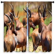 Antelope In Queen Elizabeth N P Uganda Window Curtains 169534483