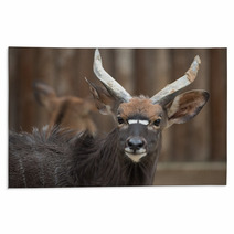 Antelope Rugs 100784453