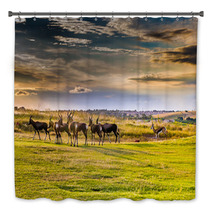 Antelope. South Africa
 Bath Decor 86380311