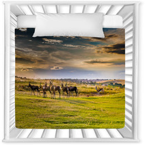 Antelope. South Africa
 Nursery Decor 86380311