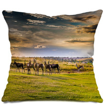 Antelope. South Africa
 Pillows 86380311