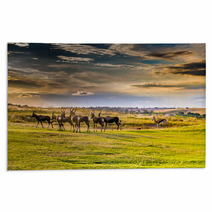 Antelope. South Africa
 Rugs 86380311