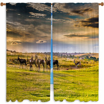 Antelope. South Africa
 Window Curtains 86380311