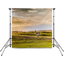 Antelope. South African
 Backdrops 86380315