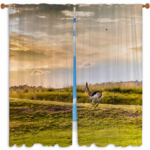 Antelope. South African
 Window Curtains 86380315
