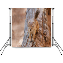 Antelope Squirrel Backdrops 85622867