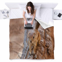 Antelope Squirrel Blankets 85622867