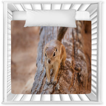 Antelope Squirrel Nursery Decor 85622867