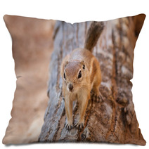 Antelope Squirrel Pillows 85622867