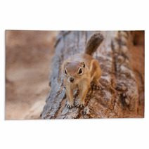 Antelope Squirrel Rugs 85622867