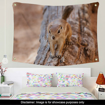 Antelope Squirrel Wall Art 85622867