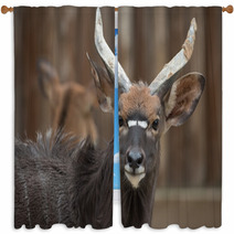 Antelope Window Curtains 100784453