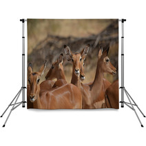 Antilopes In Action Backdrops 87645979