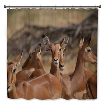 Antilopes In Action Bath Decor 87645979
