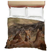 Antilopes In Action Bedding 87645979