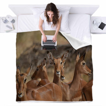 Antilopes In Action Blankets 87645979