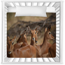 Antilopes In Action Nursery Decor 87645979