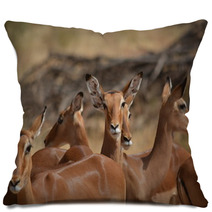 Antilopes In Action Pillows 87645979
