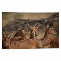 Antilopes In Action Rugs 87645979