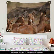 Antilopes In Action Wall Art 87645979