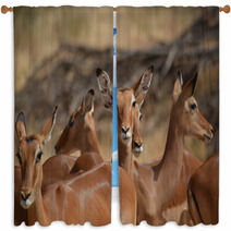 Antilopes In Action Window Curtains 87645979