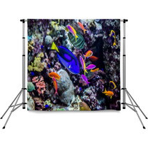 Aquarium Tropical Fish On A Coral Reef Backdrops 51007002