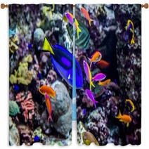 Aquarium Tropical Fish On A Coral Reef Window Curtains 51007002
