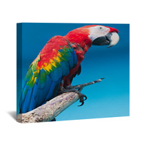 Ara Parrot Wall Art 59650754