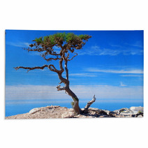 Argan Trees By The Sea. Imsouane, Morocco Rugs 60145845