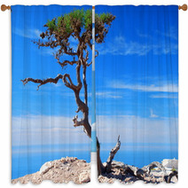 Argan Trees By The Sea. Imsouane, Morocco Window Curtains 60145845