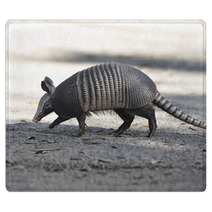 Armadillo Crossing The Road Rugs 62684619