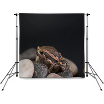 Asian Painted Frog Kaloula Pulchra Backdrops 46552185