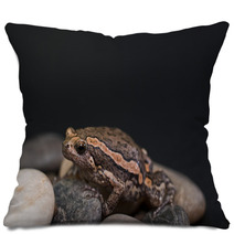Asian Painted Frog Kaloula Pulchra Pillows 46552185