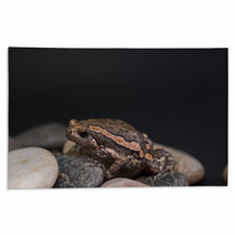 Asian Painted Frog Kaloula Pulchra Rugs 46552185
