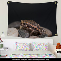 Asian Painted Frog Kaloula Pulchra Wall Art 46552185